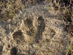 Frische Hippospuren im Sand  (Bild: BoTG)